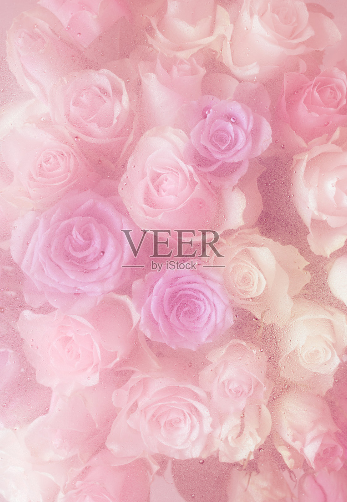 美丽的粉红色玫瑰花透过玻璃与水珠的背景照片摄影图片