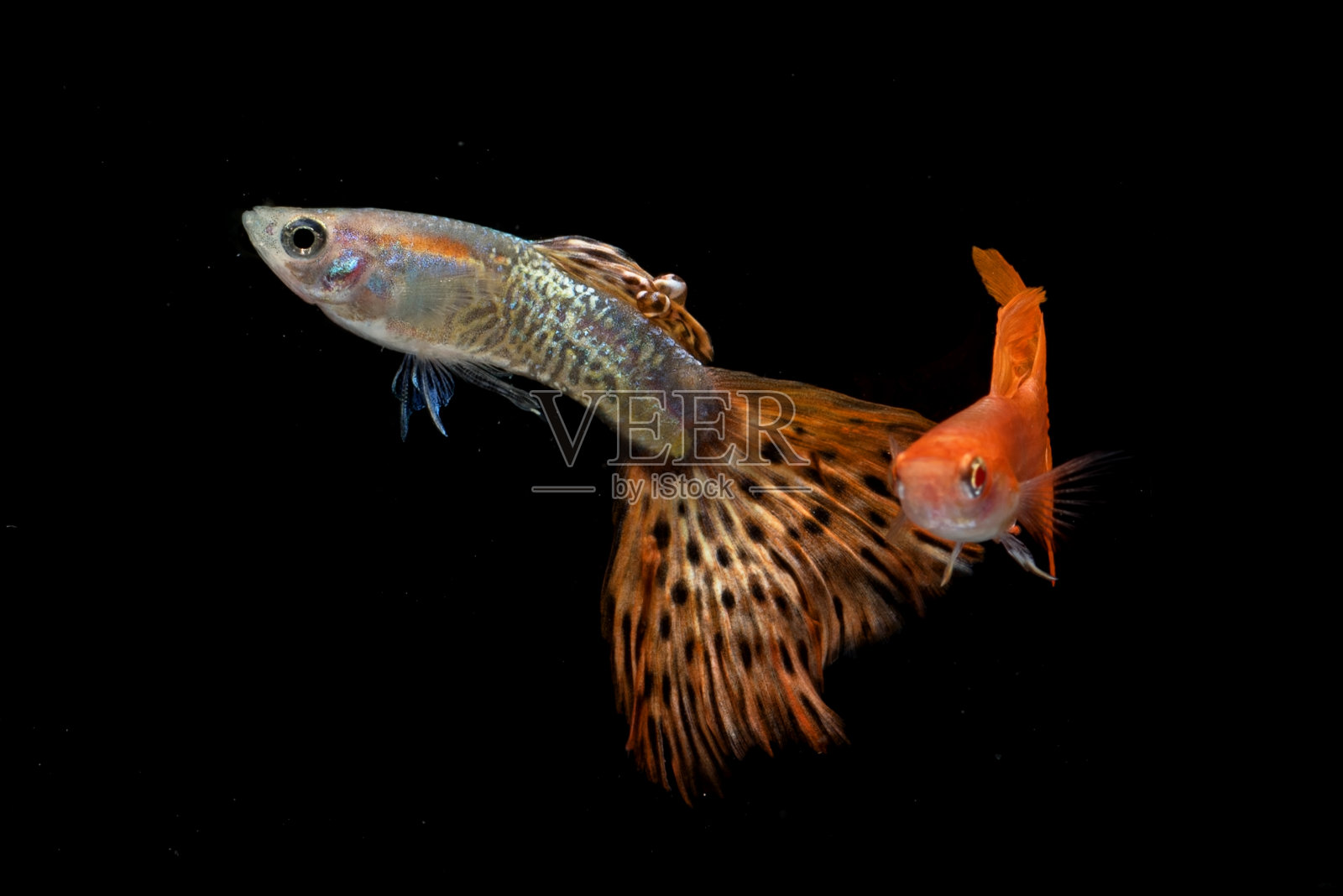 彩色的虹鱼在黑色的背景照片摄影图片