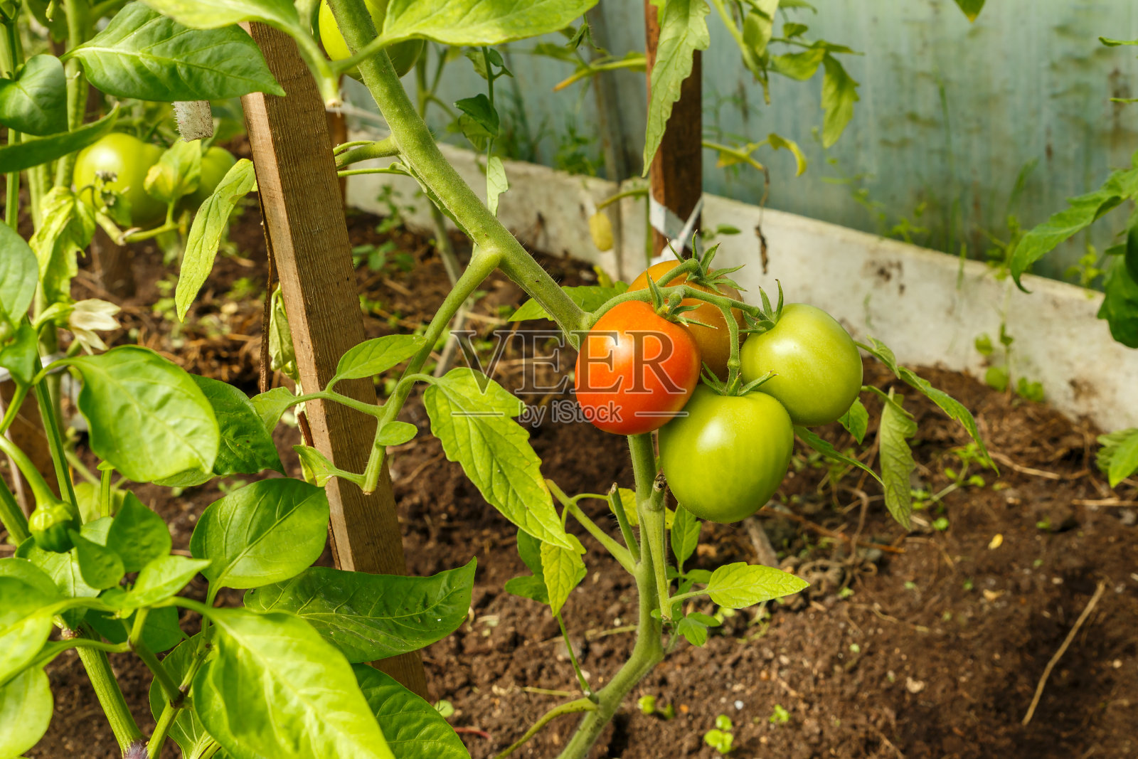 西红柿挂在树枝上照片摄影图片