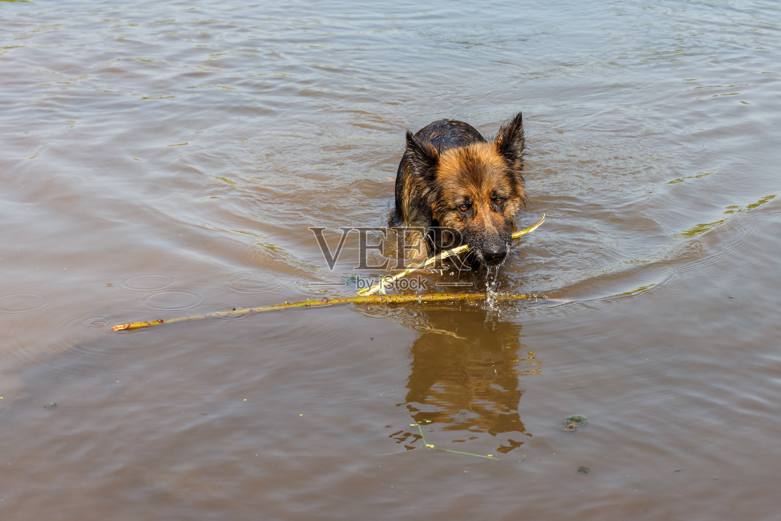 德国牧羊犬照片摄影图片