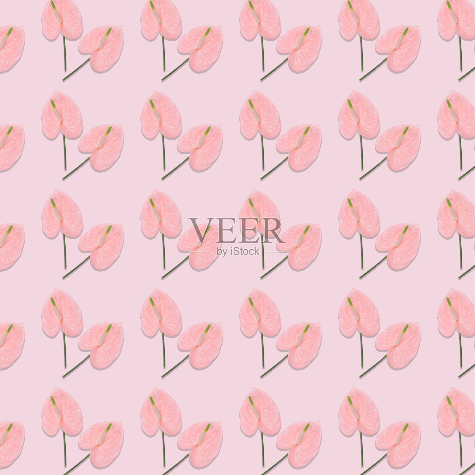 粉彩背景上的粉红色花朵图案。照片摄影图片