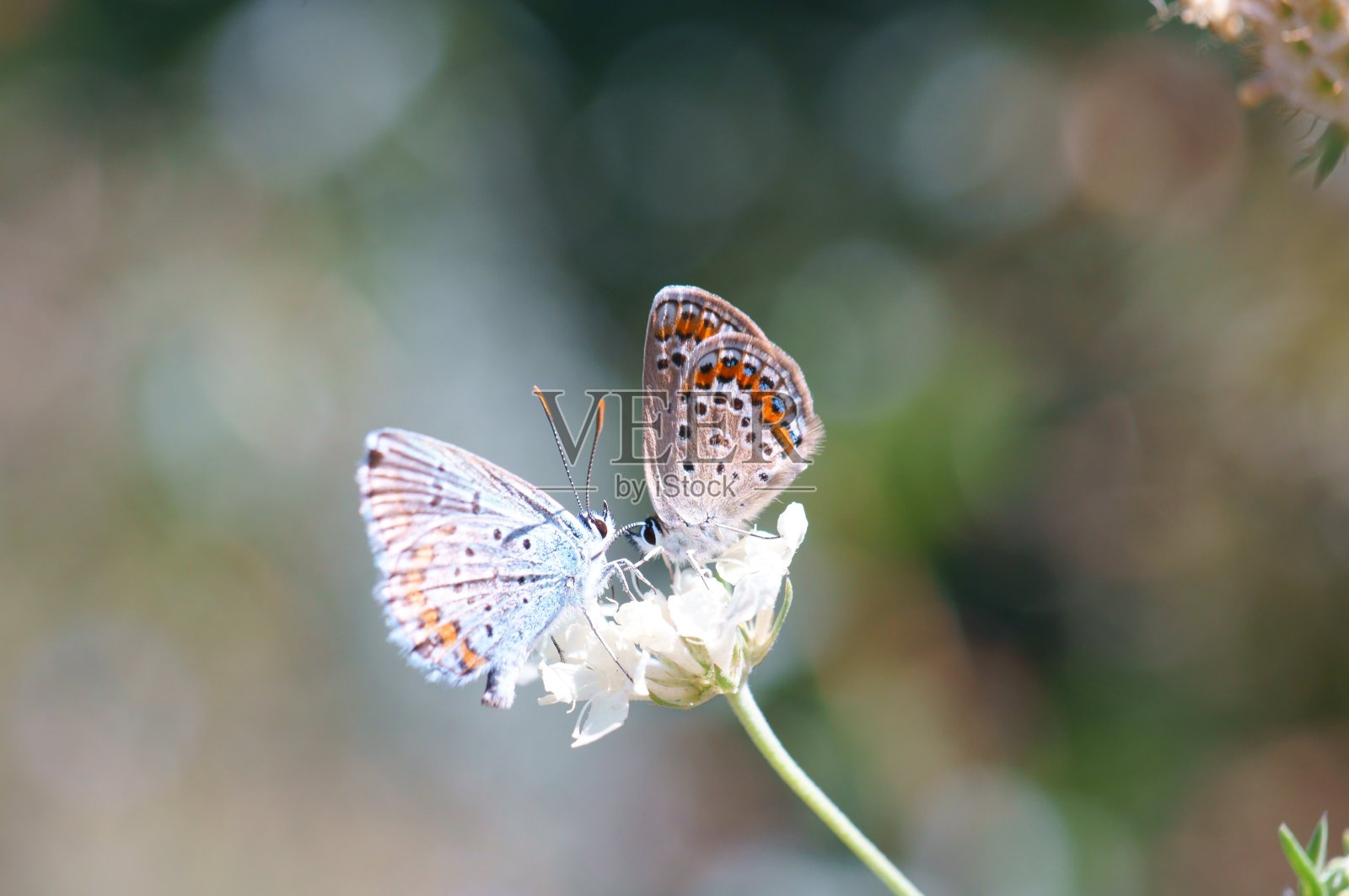 彩色背景上的小蝴蝶。照片摄影图片