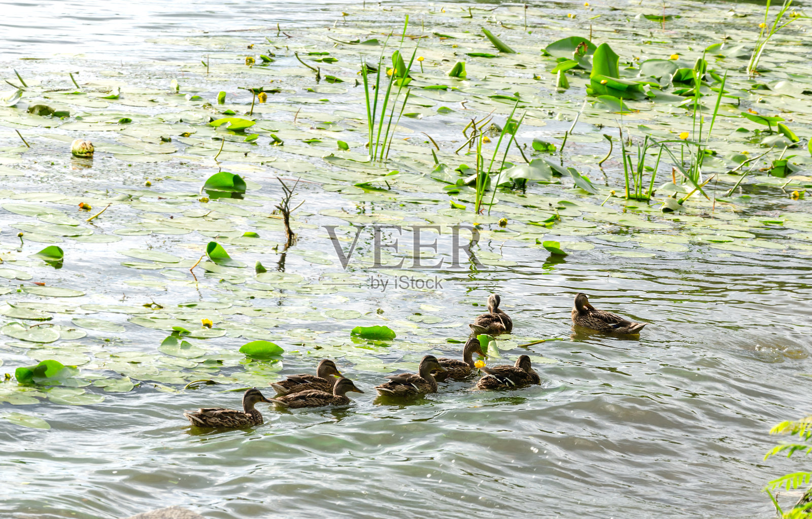 夏天的野鸭照片摄影图片
