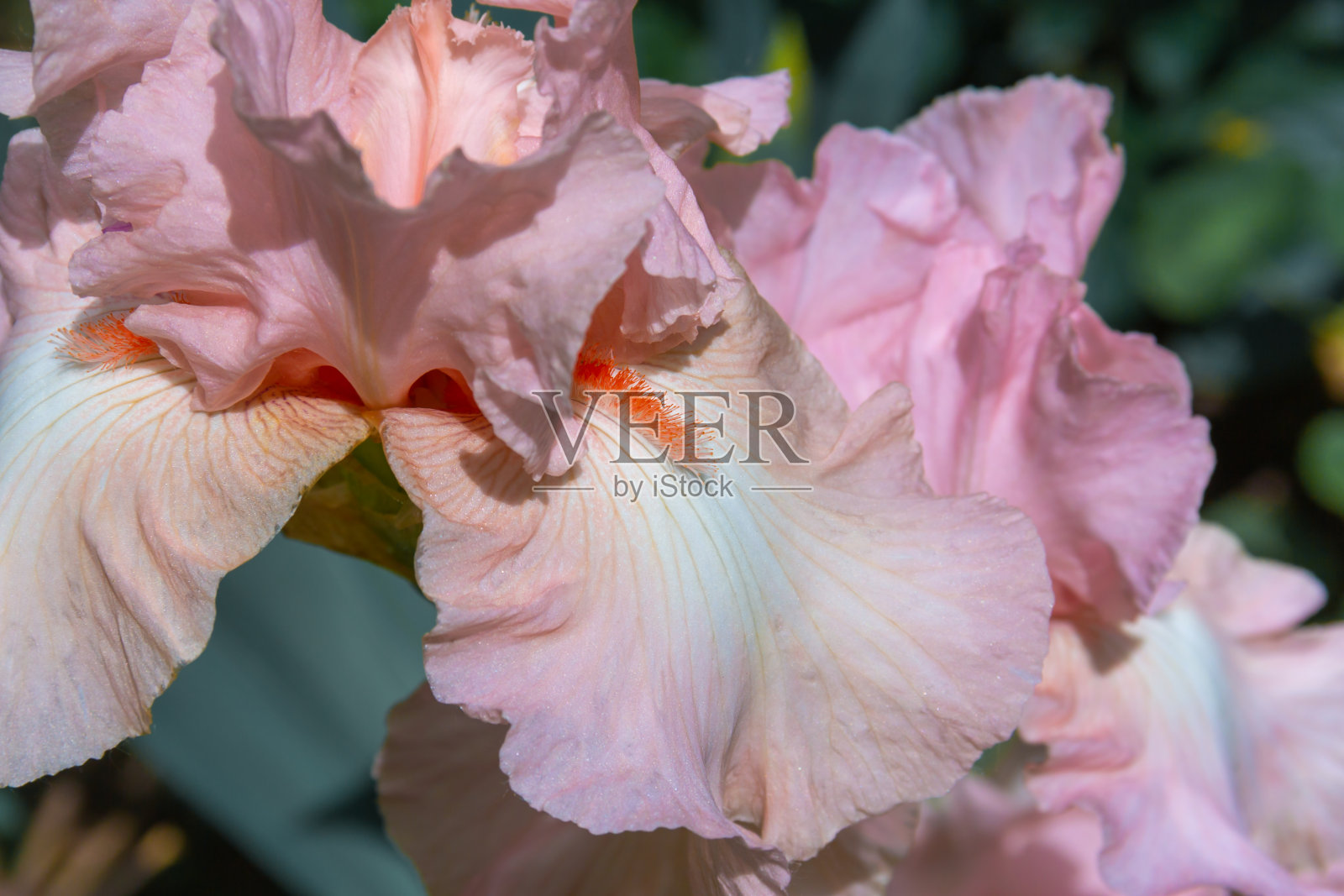 微距的虹膜细节。照片摄影图片