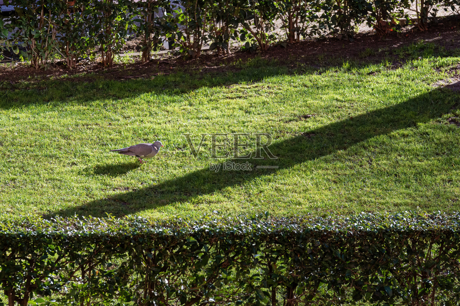 鸽子在城市公园的草地上散步照片摄影图片