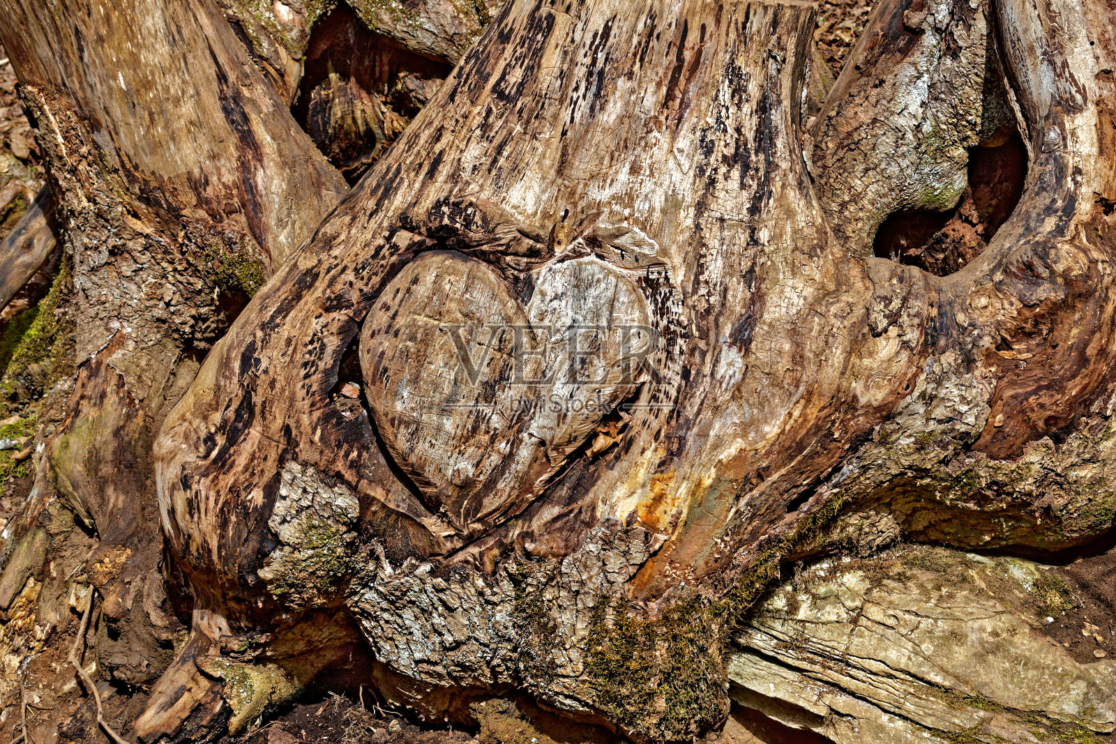 心形的树照片摄影图片