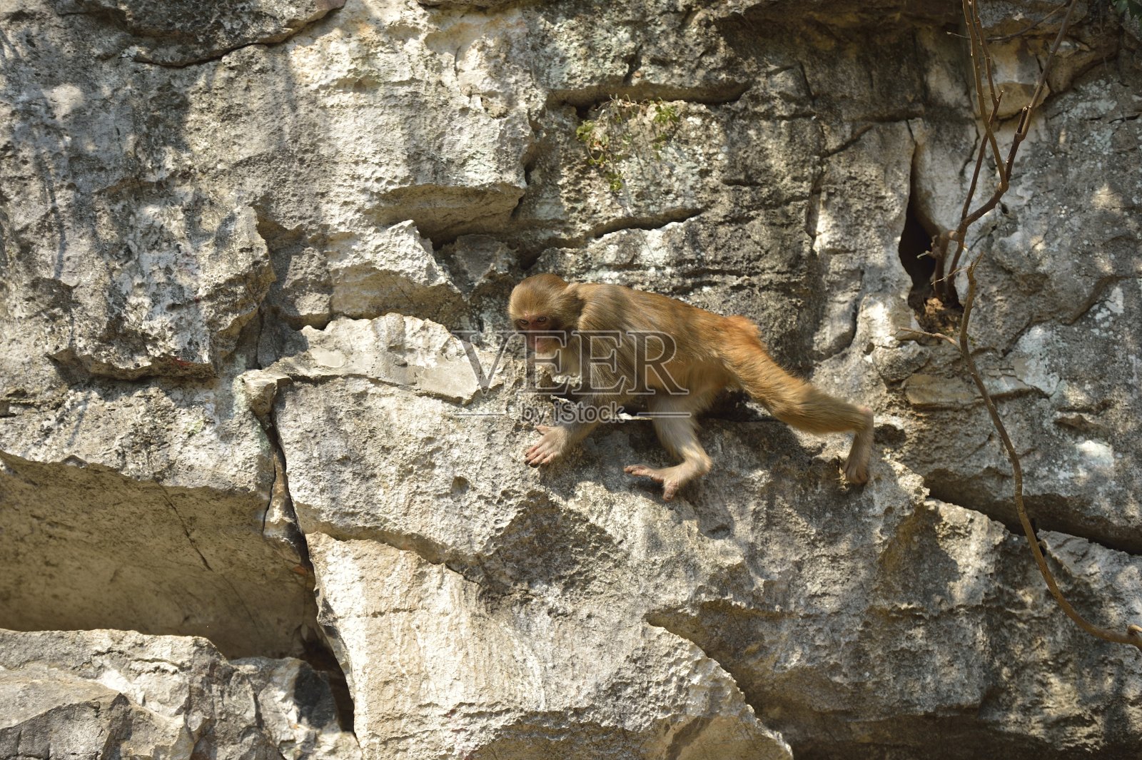 在树林里玩耍的小猴子照片摄影图片