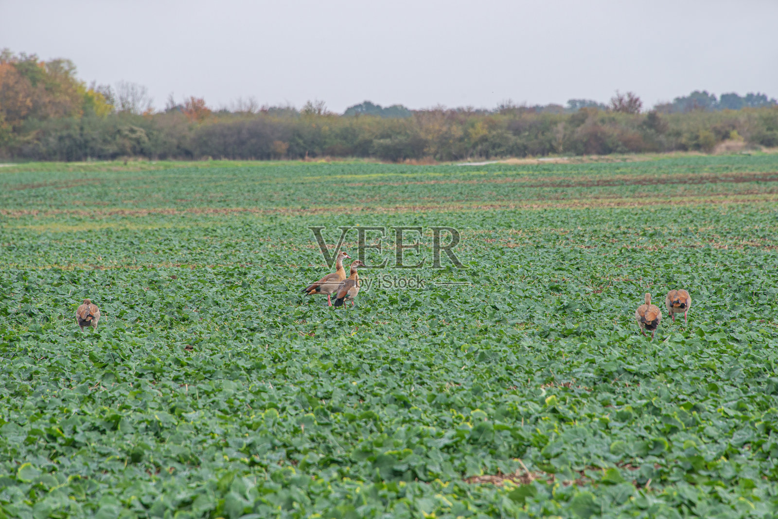 外来的野鹅在迁徙期间在农田里觅食。照片摄影图片