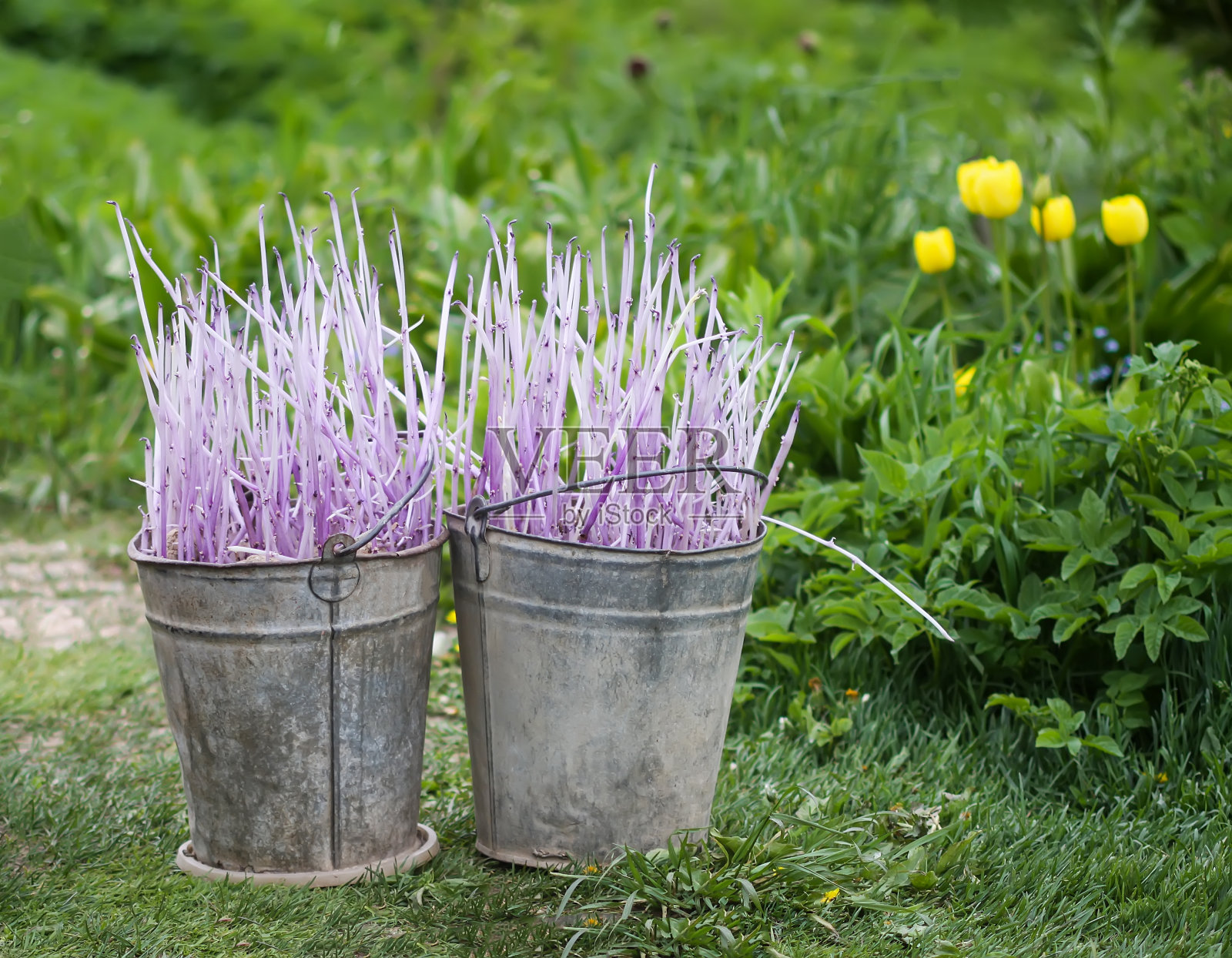 土豆种植前。在农场院子里的金属桶里装土豆苗，准备在菜园里种植。照片摄影图片