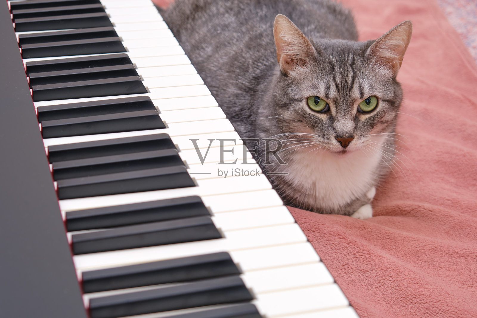 有趣的宠物坐在合成器旁边在卧室的家床上照片摄影图片