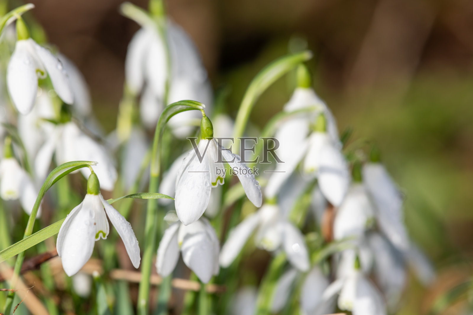 雪花莲(雪花莲)照片摄影图片