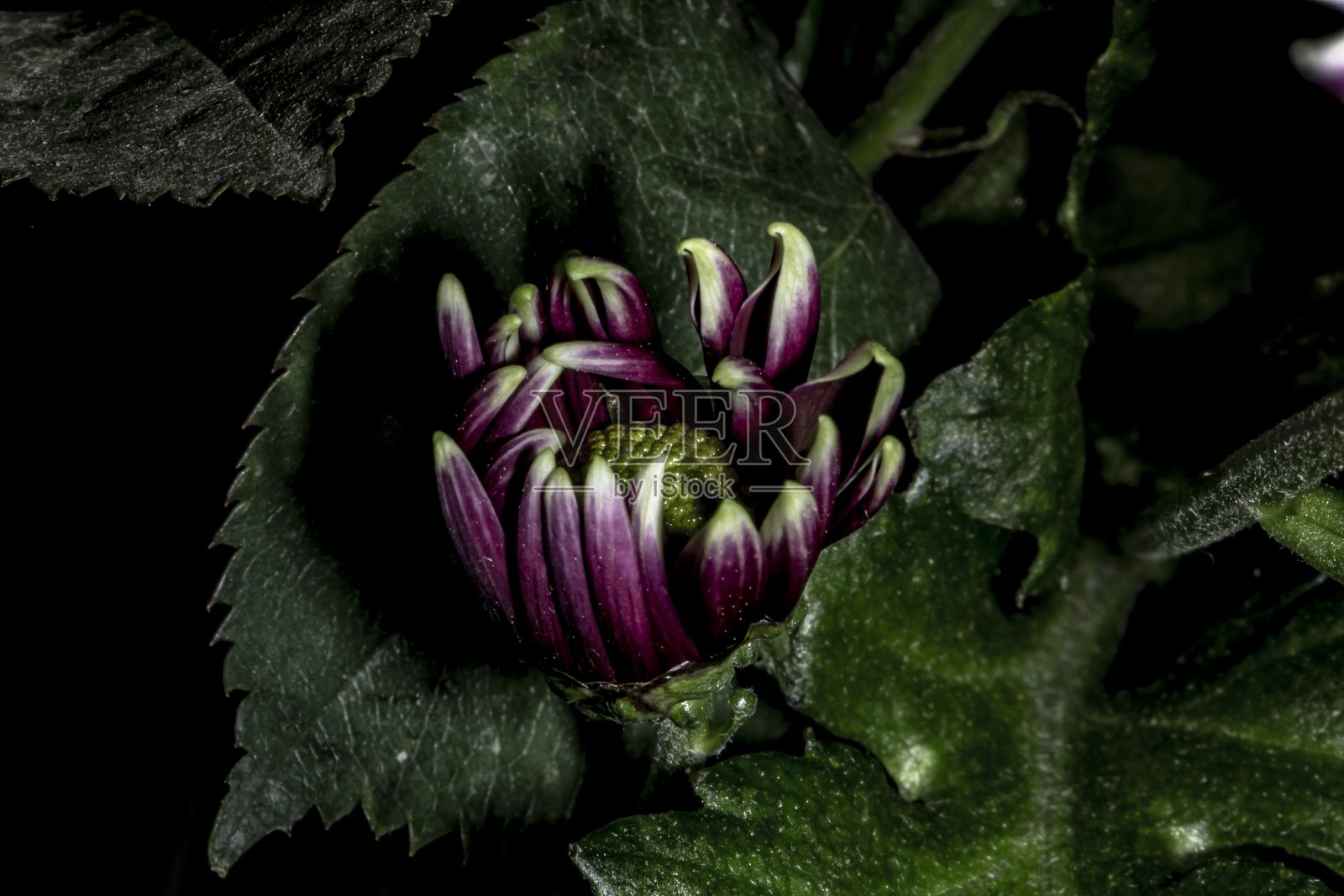 紫色的菊花芽。照片摄影图片