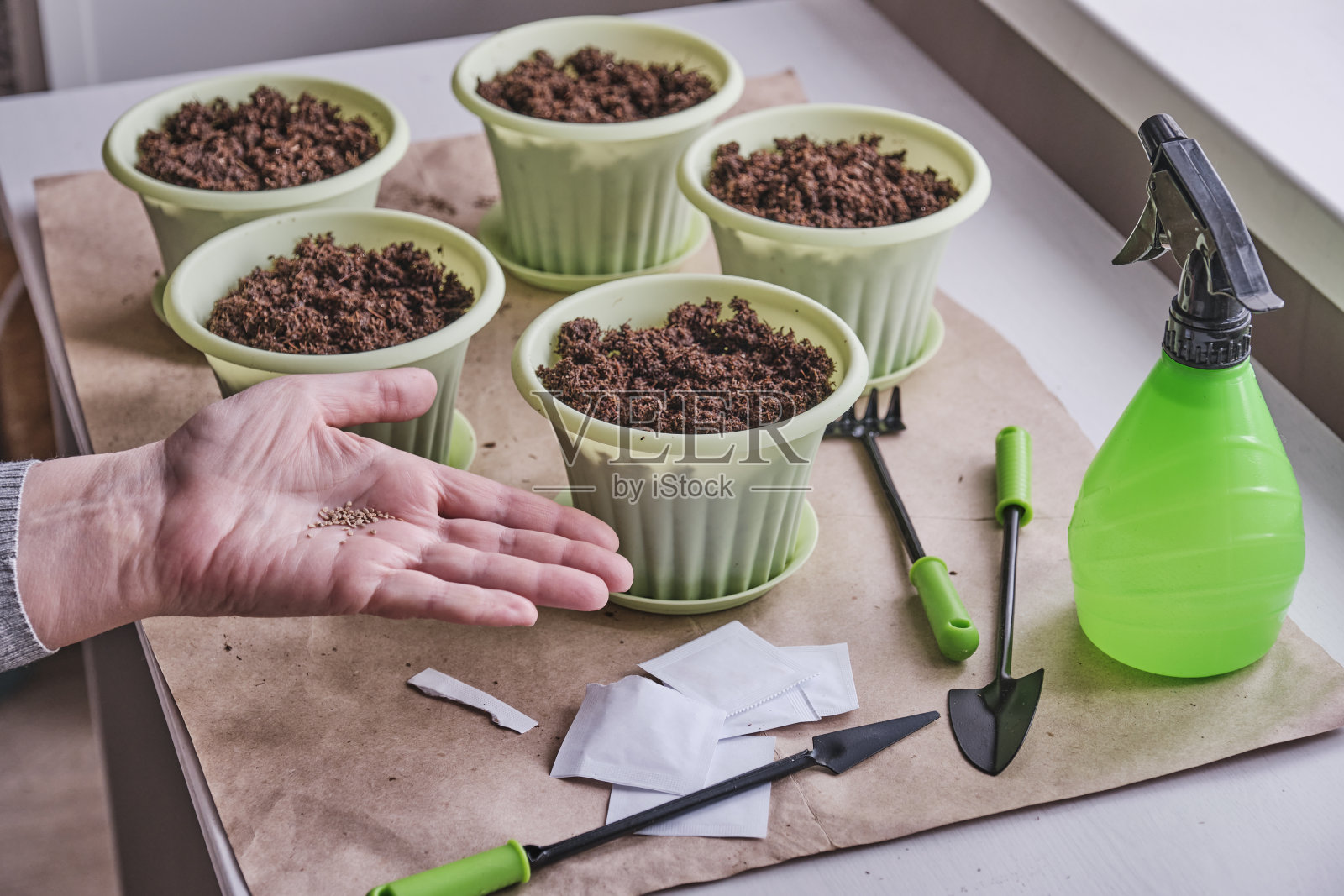 年长的女性的手掌上躺着番茄种子。照片摄影图片