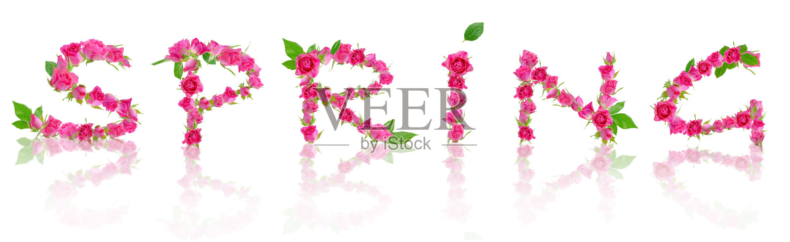 用粉色玫瑰做成的单词春天。孤立在白色背景上。照片摄影图片