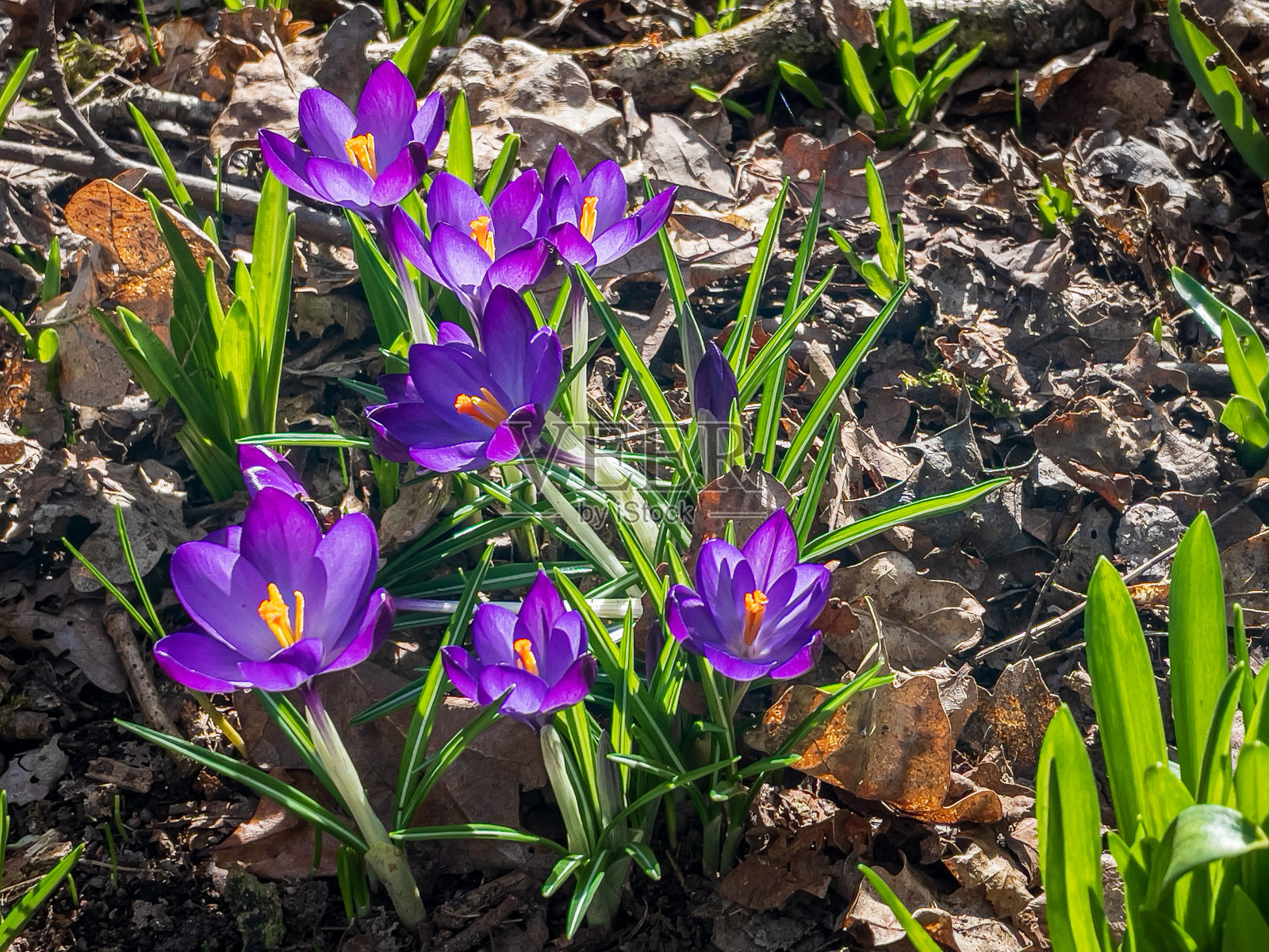 野生藏红花和野风信子的春花照片摄影图片