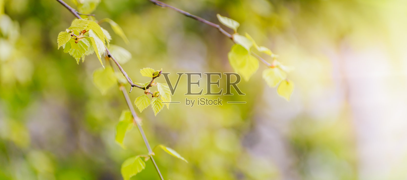 美丽的全景春天景观与绿叶和散景背景照片摄影图片