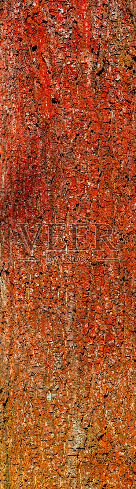 彩色的红色和橙色的古森林树干树皮覆盖着地衣，德国，特写，细节。照片摄影图片