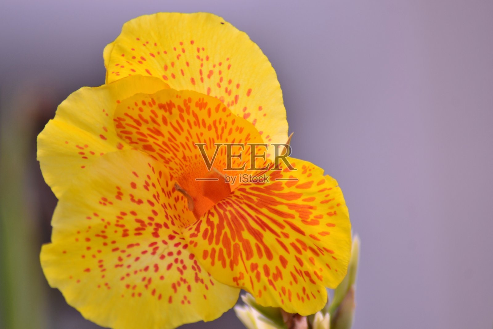 迦南的花照片摄影图片