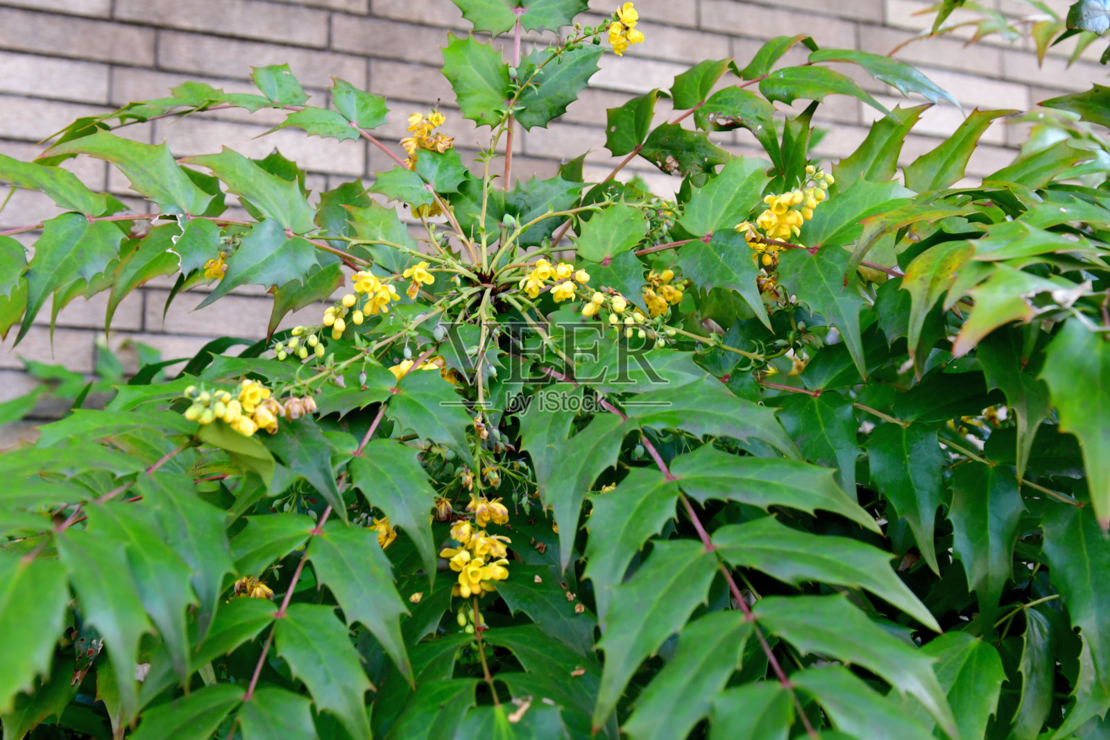 红花/小檗/俄勒冈葡萄-冬青的花和果照片摄影图片