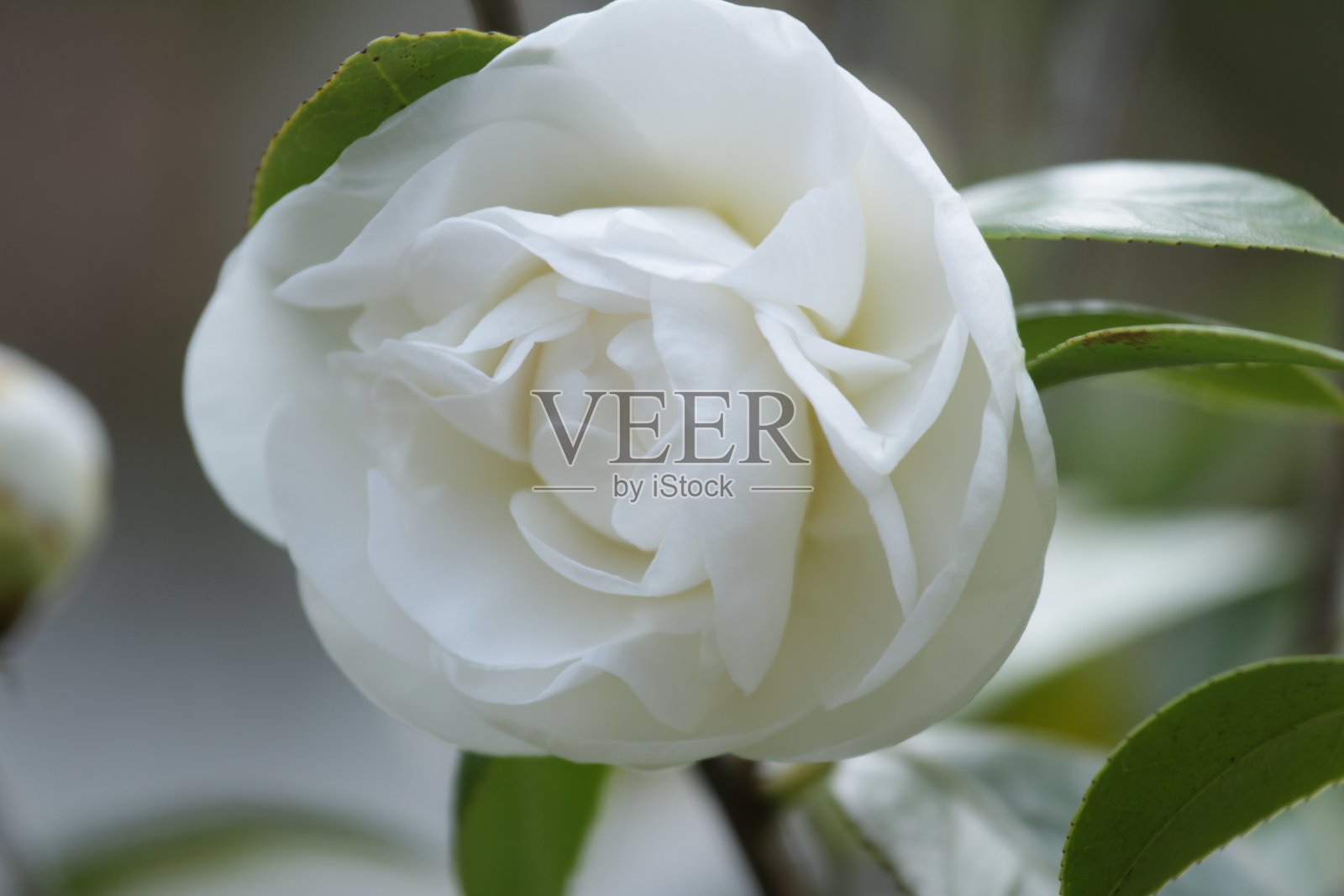 花照片摄影图片