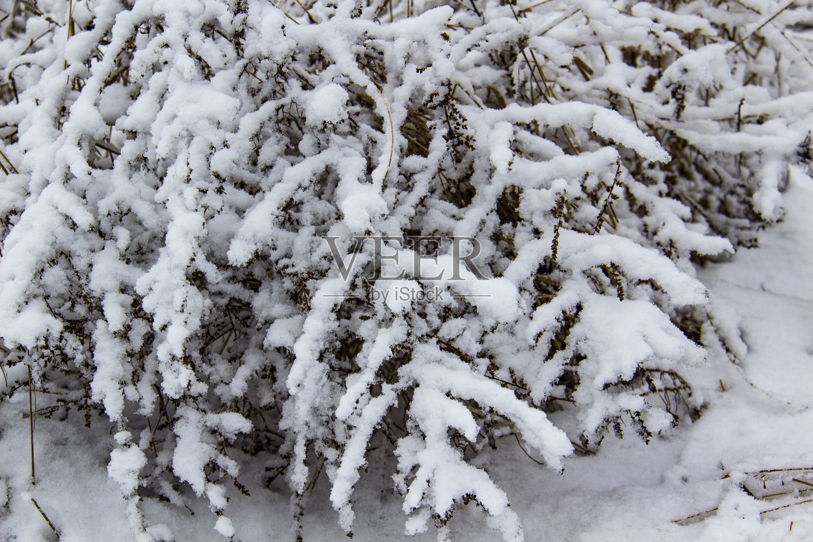 美丽的冬天背景与草和杂草冻结下的雪和霜。干燥的植物在雪下生长照片摄影图片