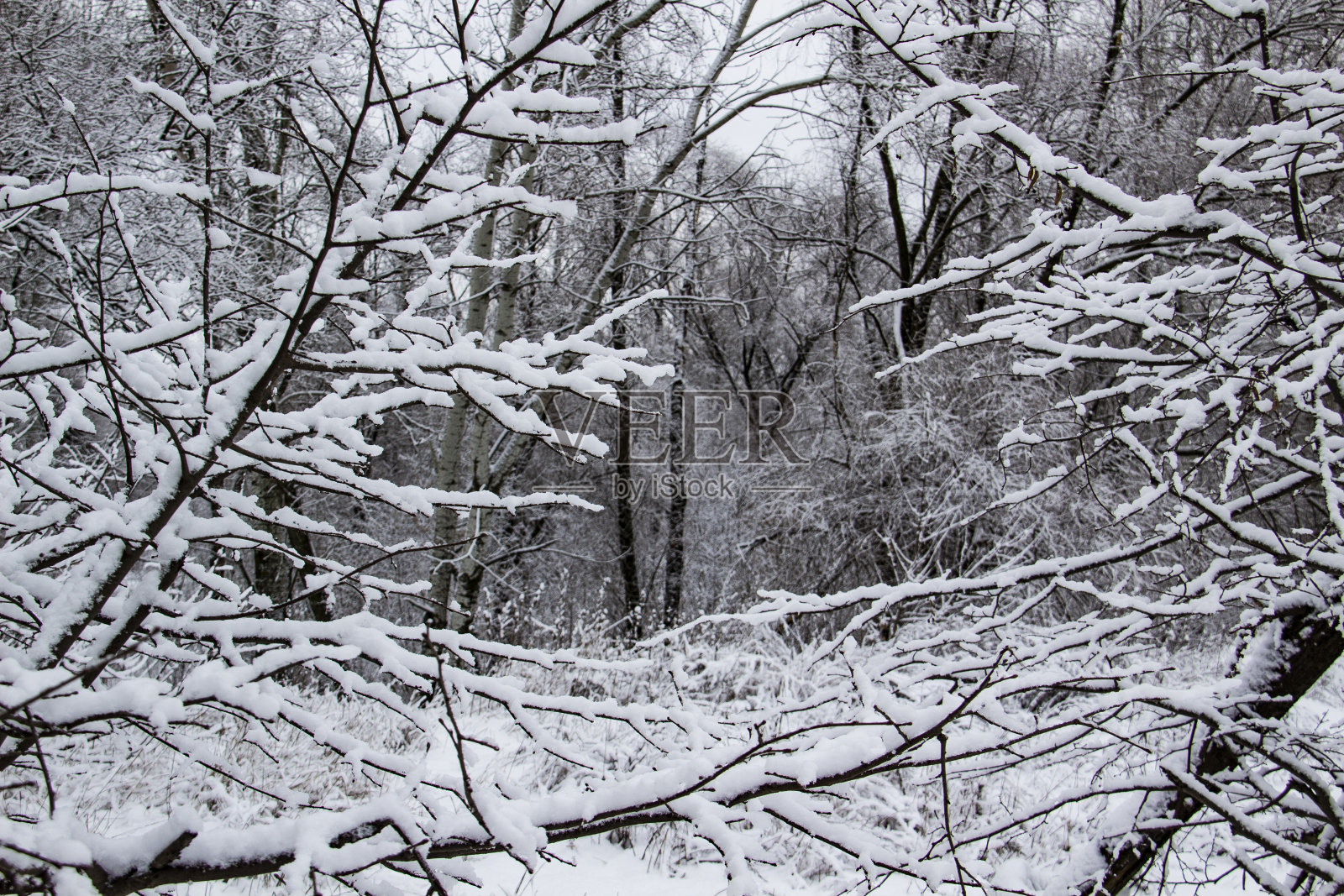 树枝上有雪。森林前面美丽的黑色树枝。白雪覆盖的光秃秃的树木照片摄影图片