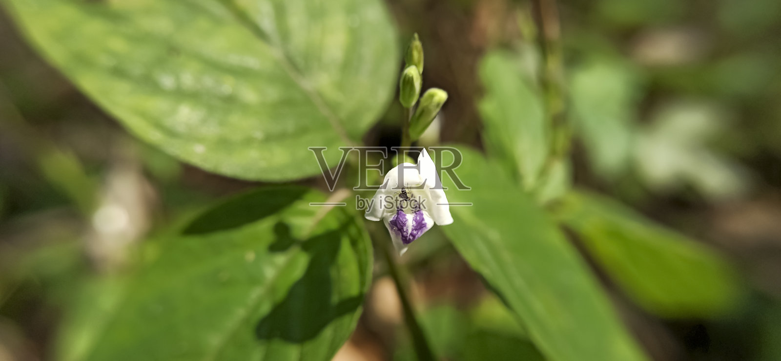 花瓣上的昆虫(蝇类)照片摄影图片