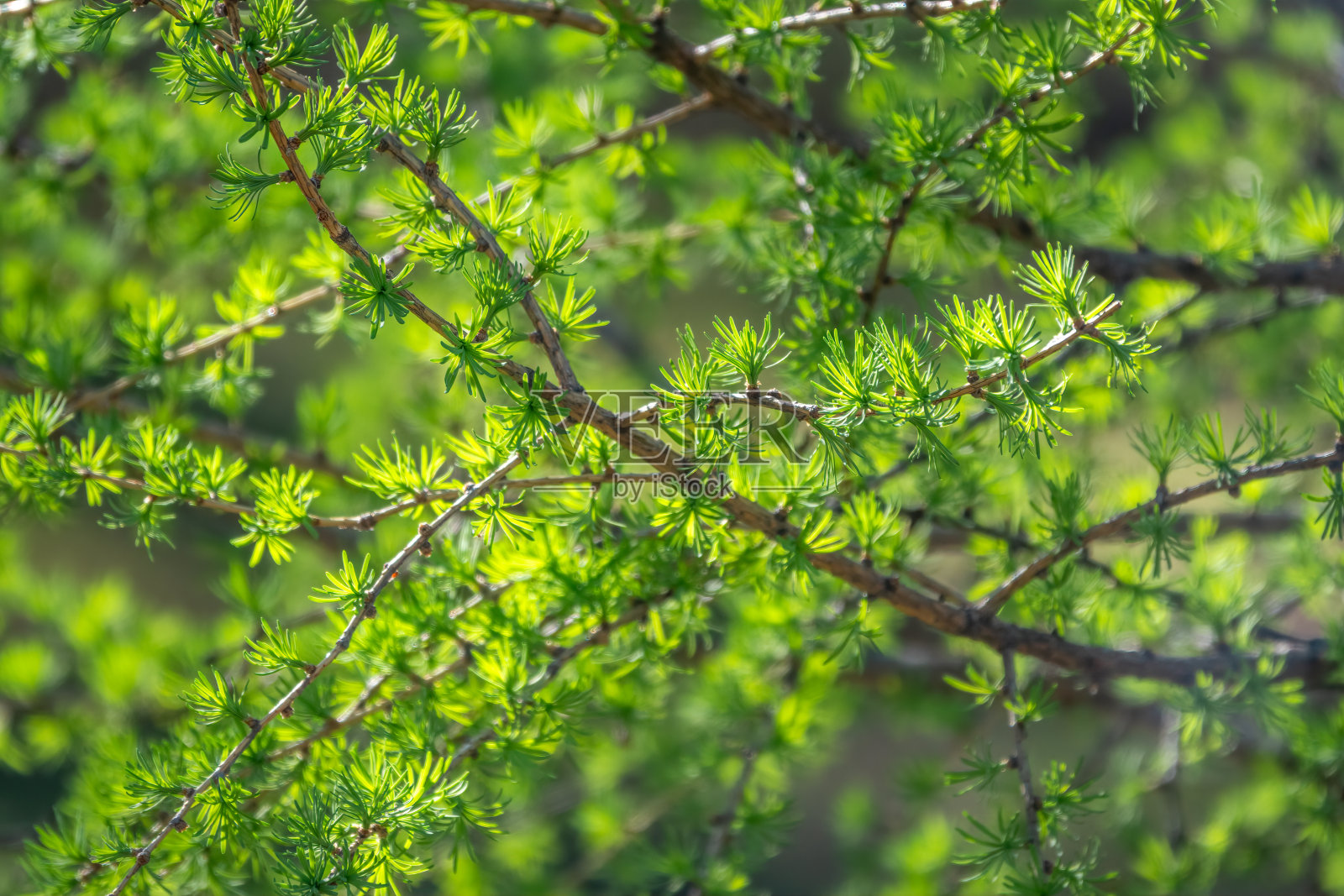夕阳下，绿色的灌木长着嫩叶照片摄影图片