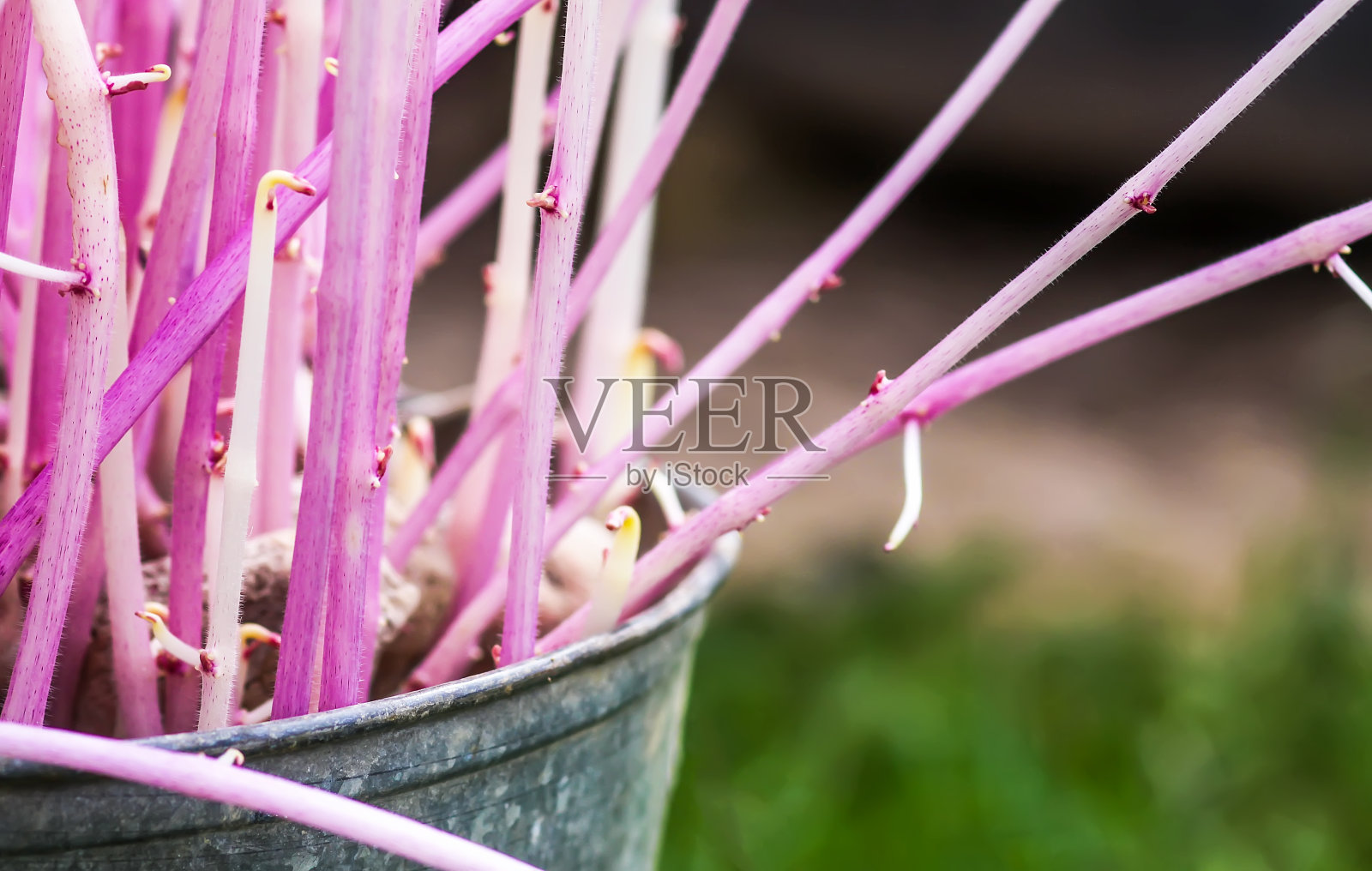 带豆芽的土豆放在户外的金属桶里。照片摄影图片