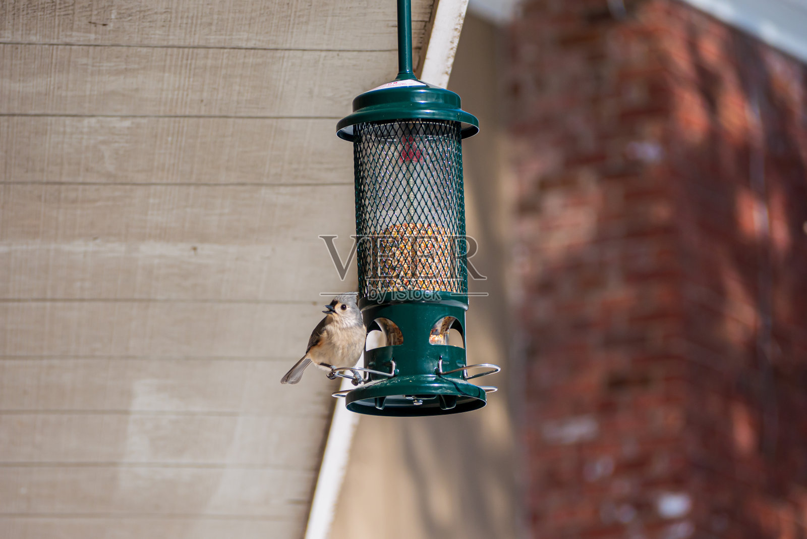 植绒的山雀照片摄影图片