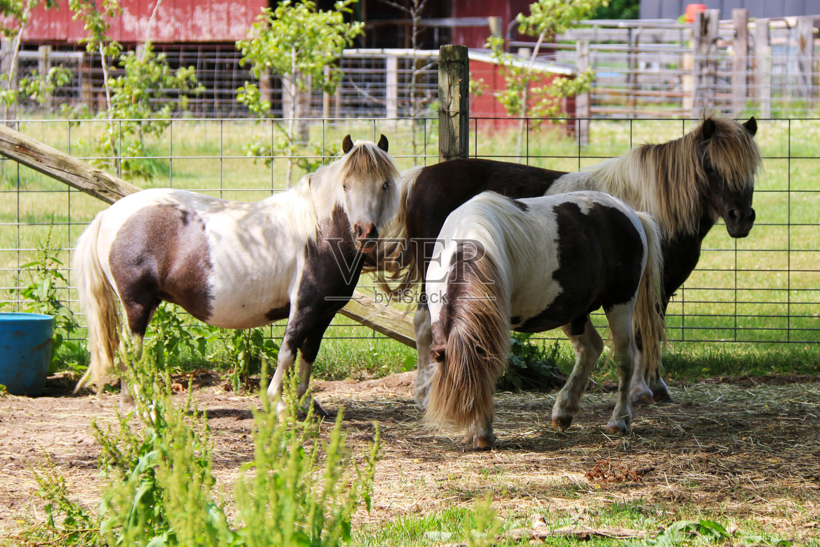 一群设得兰矮种马在牧场的马厩里吃草照片摄影图片