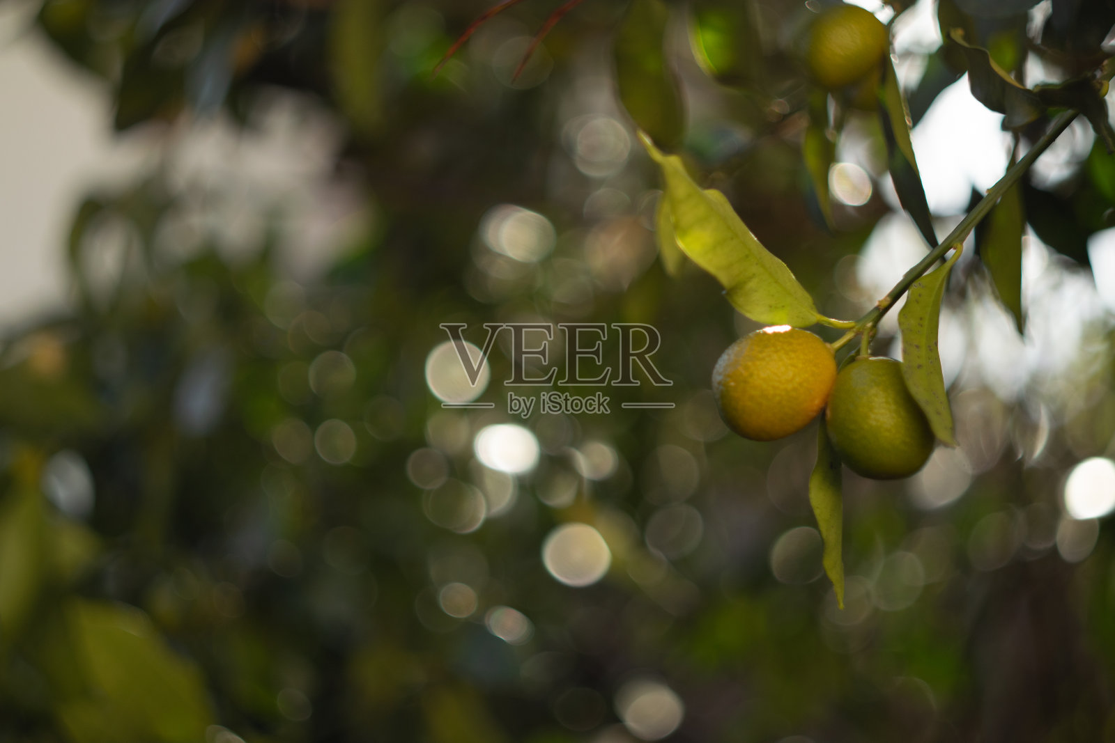 金桔树上的水果照片摄影图片