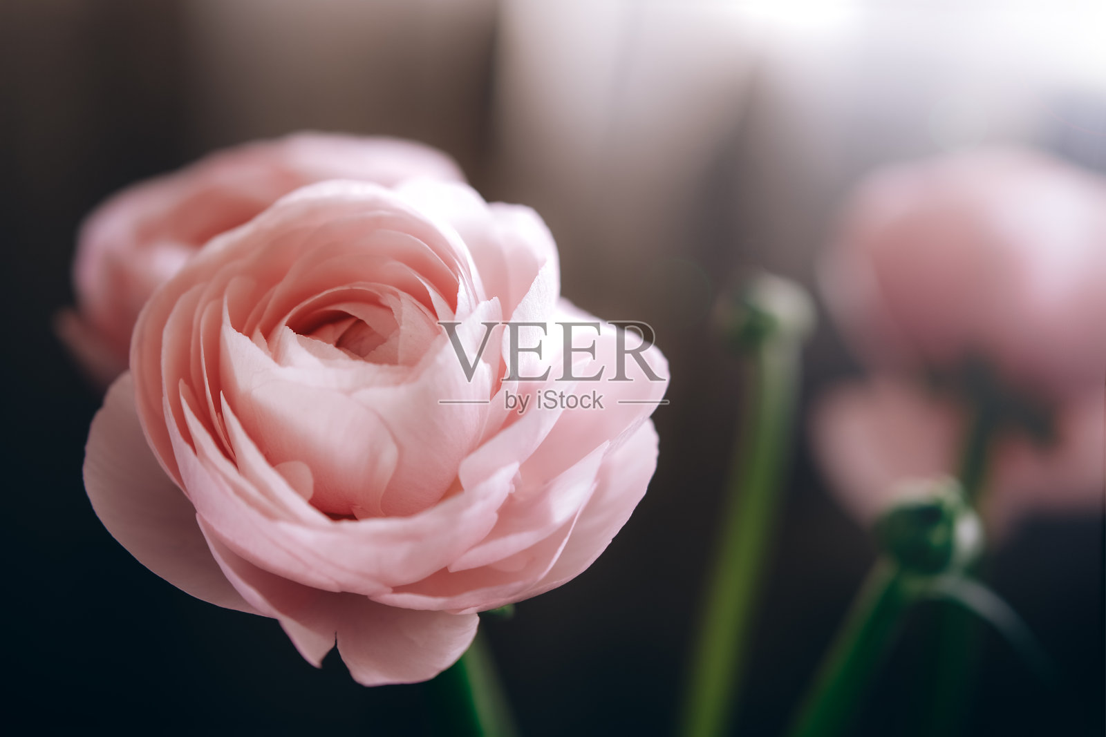 毛茛粉花特写背景照片摄影图片