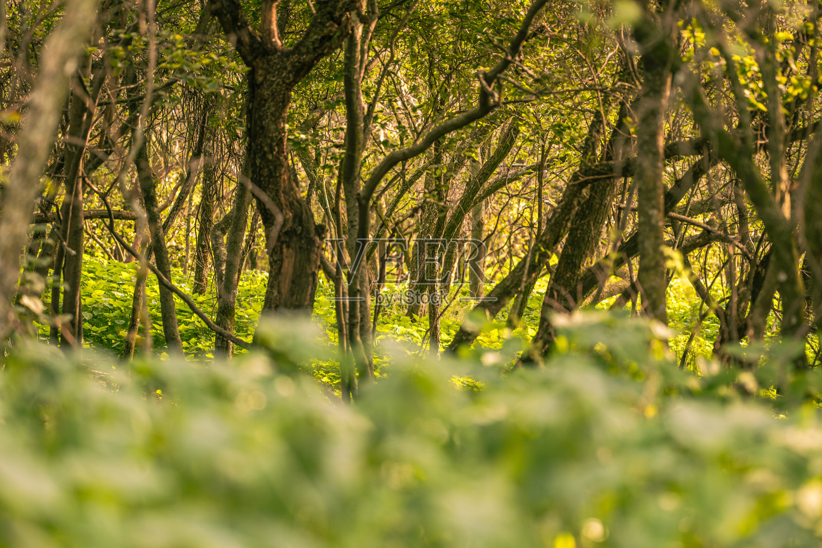 茂密的非洲丛林，地上和树上长满了茂盛的绿叶照片摄影图片