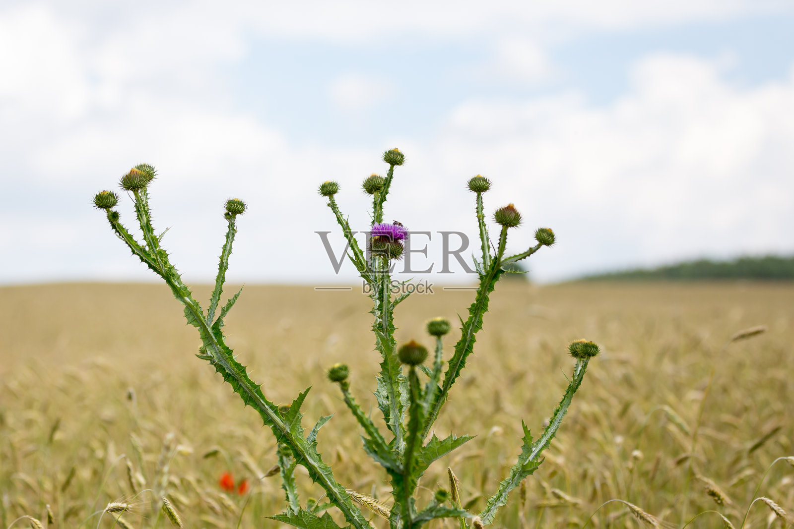农田盛开照片摄影图片