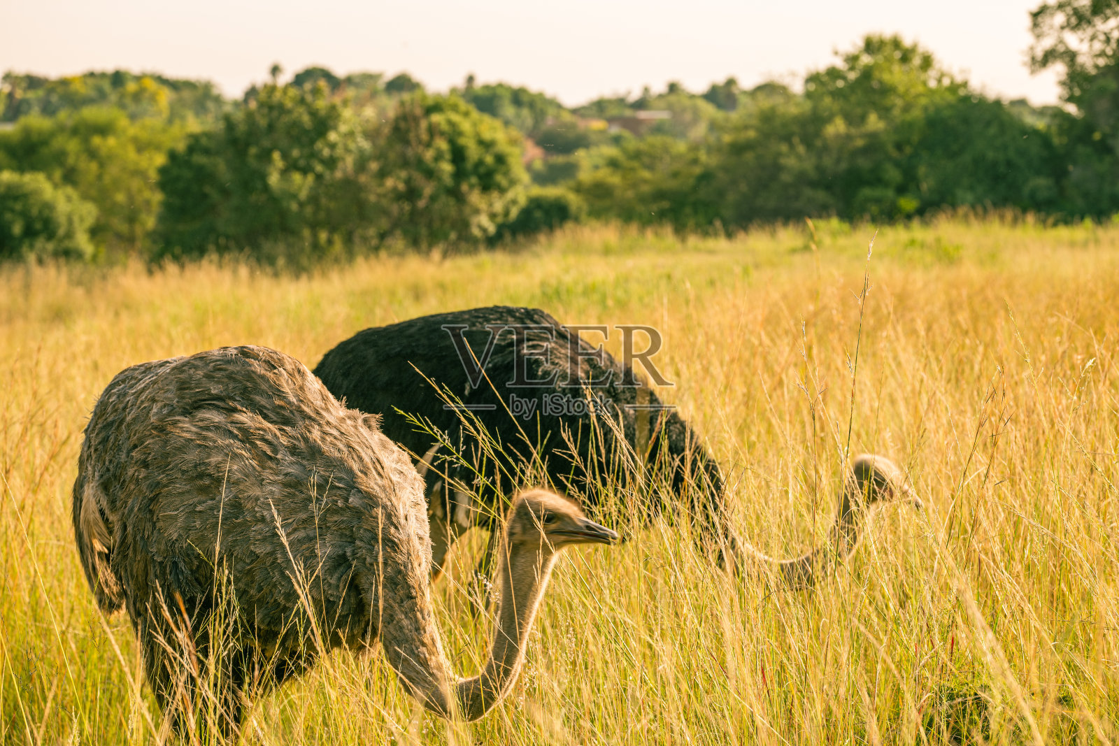 雄性和雌性鸵鸟夫妇在非洲丛林的茂密草丛中照片摄影图片