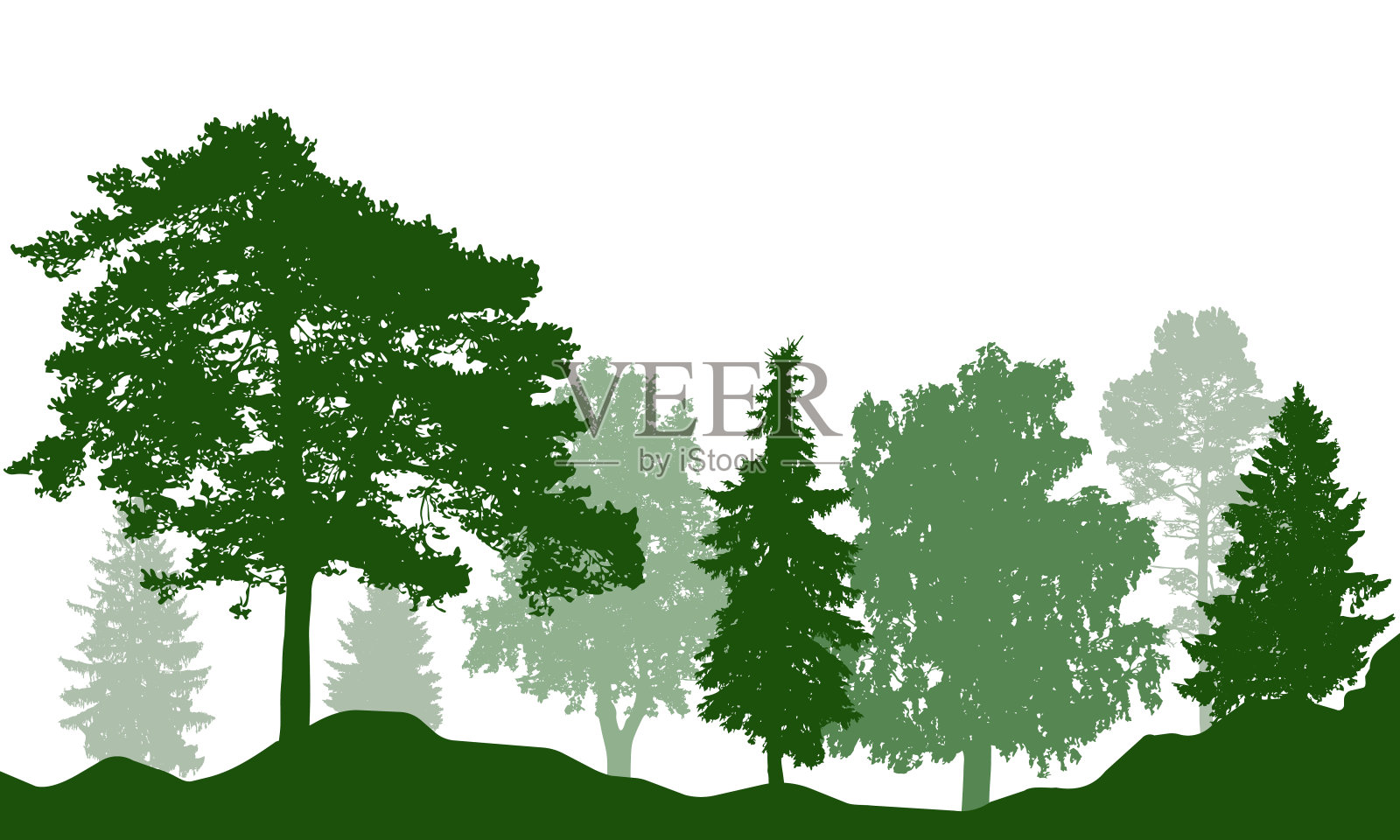 美丽的夏日森林剪影。真冷杉、松树、针叶树、桦树等。矢量插图。插画图片素材