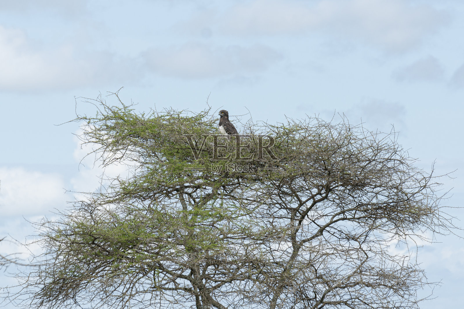 在坦桑尼亚的塞伦盖蒂，一只鹰在一棵死去的树顶上休息照片摄影图片