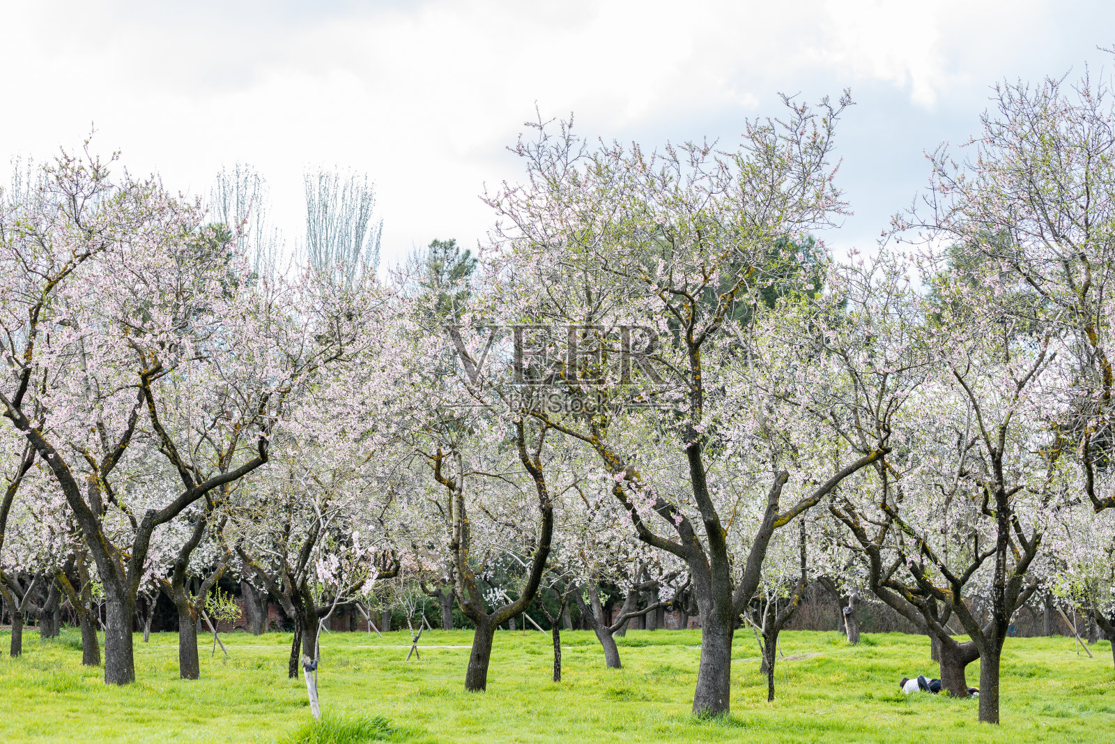 在马德里的金塔德洛斯莫利诺斯公园，杏树盛开照片摄影图片
