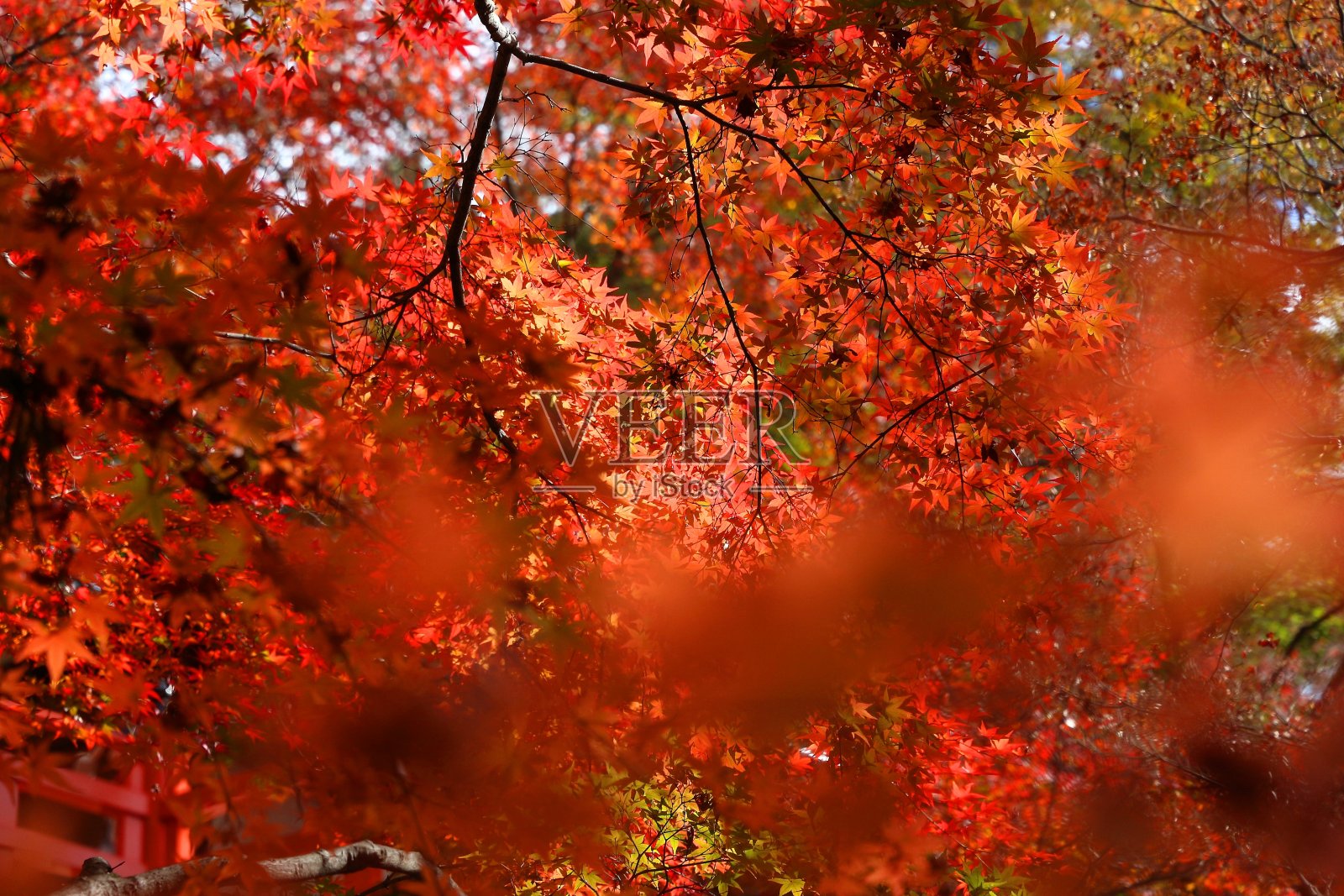 日本京都——秋色照片摄影图片