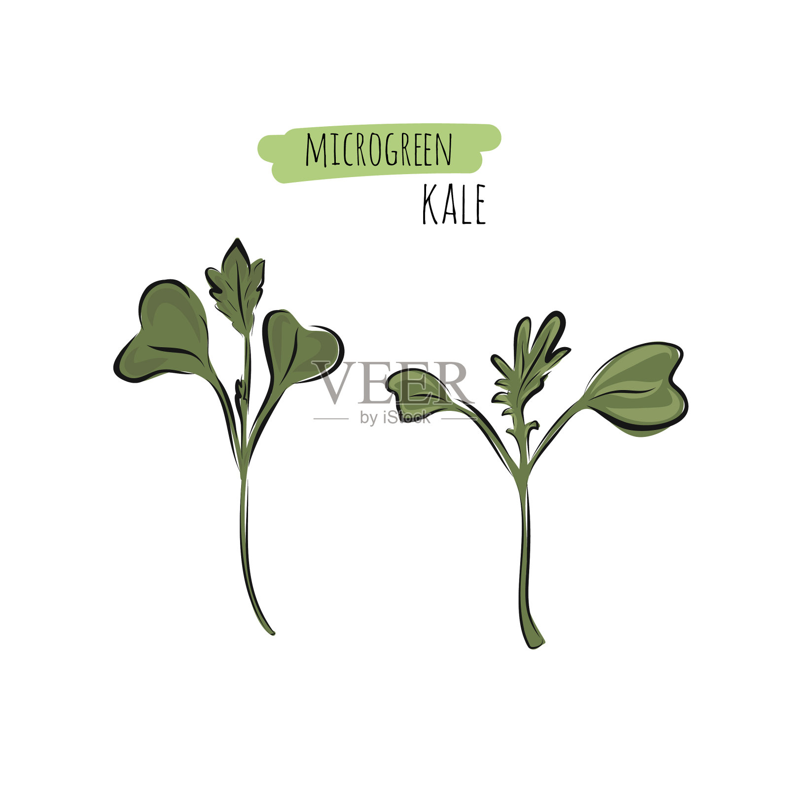 手绘羽衣甘蓝微型绿色插画图片素材