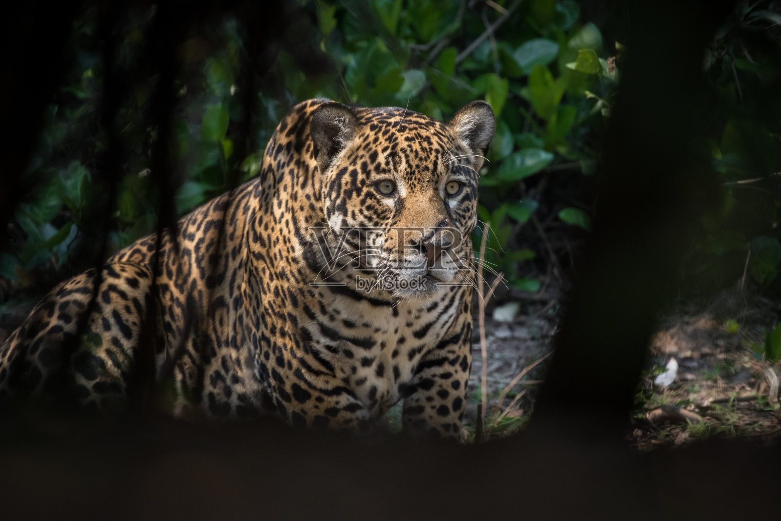 捷豹照片摄影图片