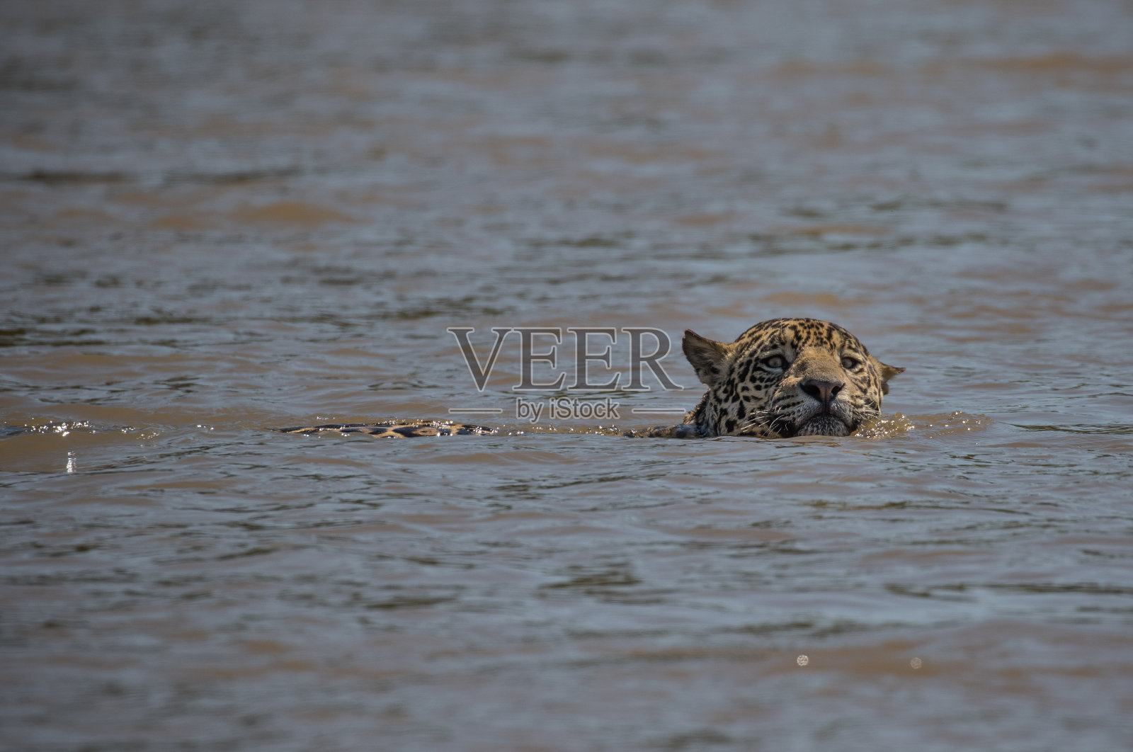 捷豹穿过河照片摄影图片