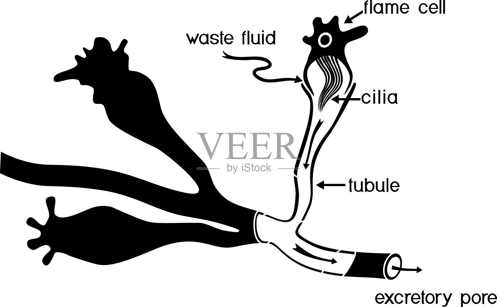 扁形虫火焰细胞。有标题的排泄系统元素结构。涡虫和其他扁虫的原细胞插画图片素材
