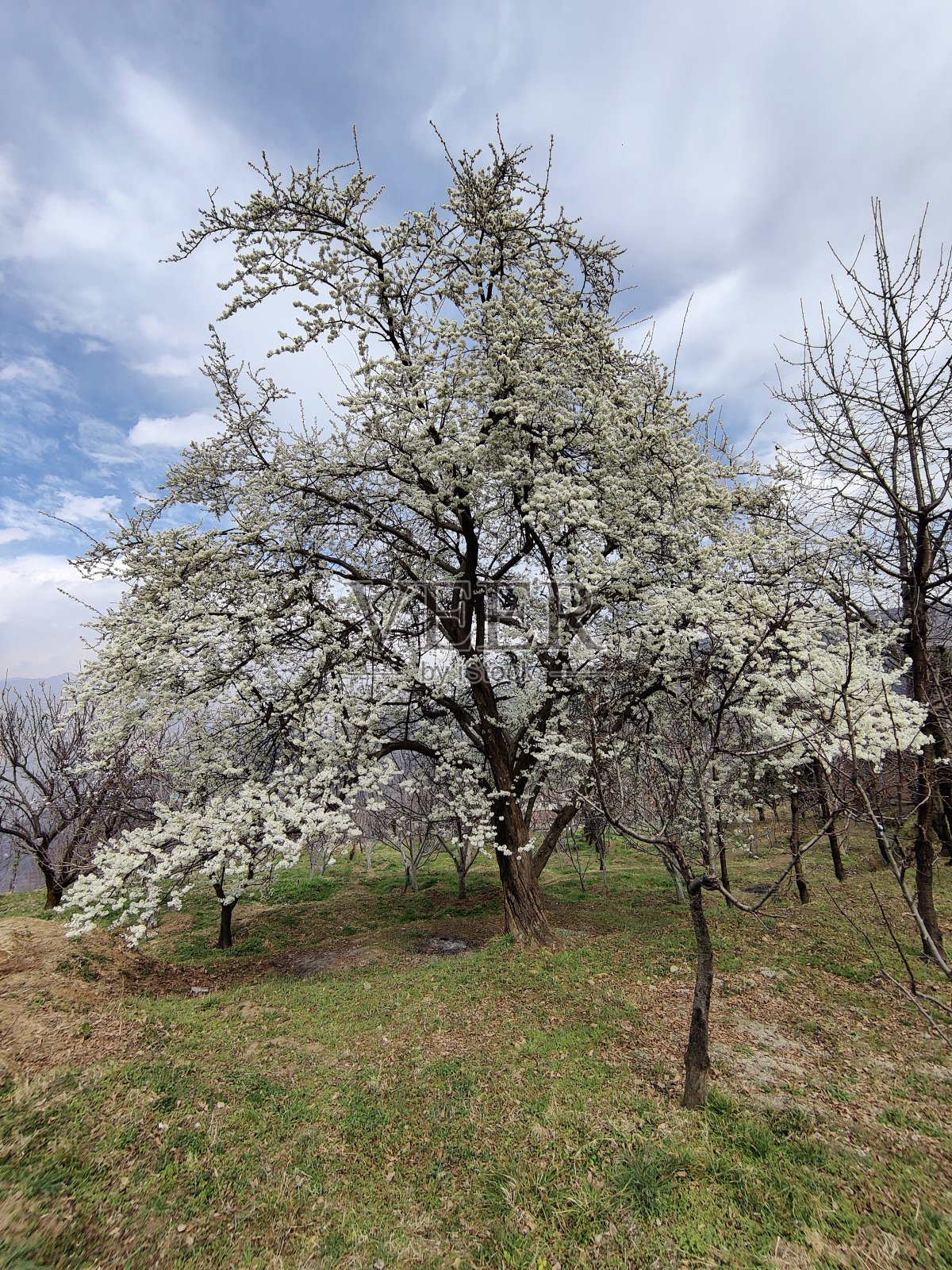 40岁的李子树照片摄影图片