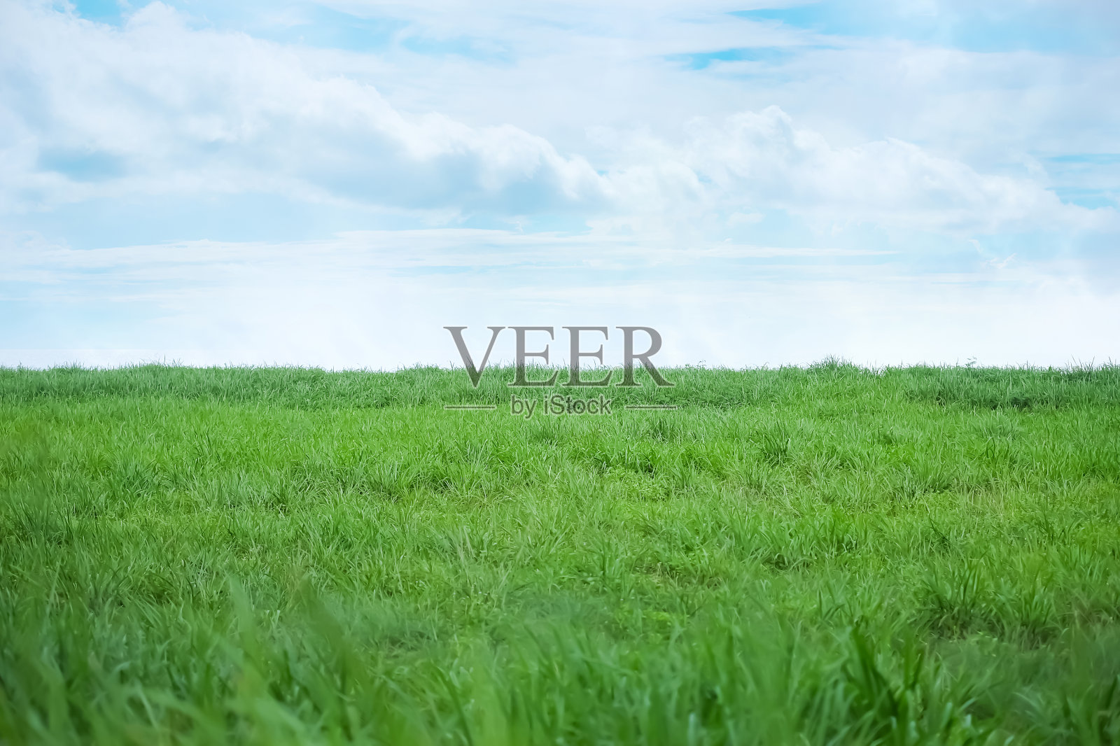 绿草配蓝天。美丽的低户外自然景观。绿色的墙纸。环保或春的概念。照片摄影图片