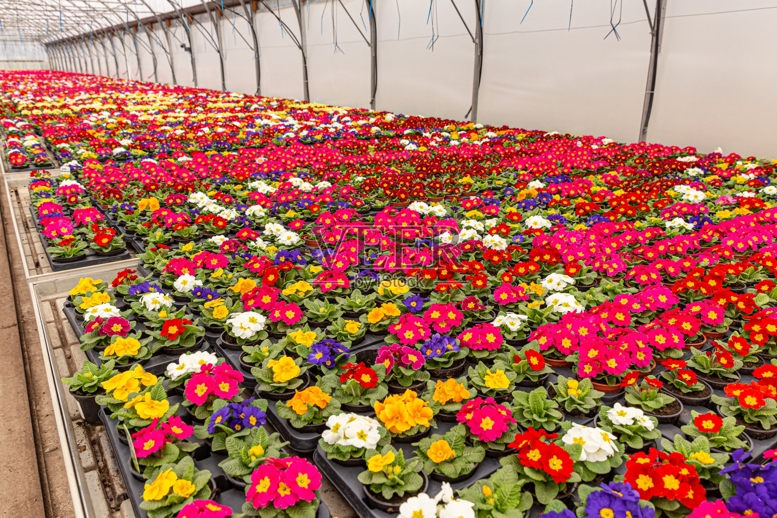 五颜六色的小盆花报春花照片摄影图片