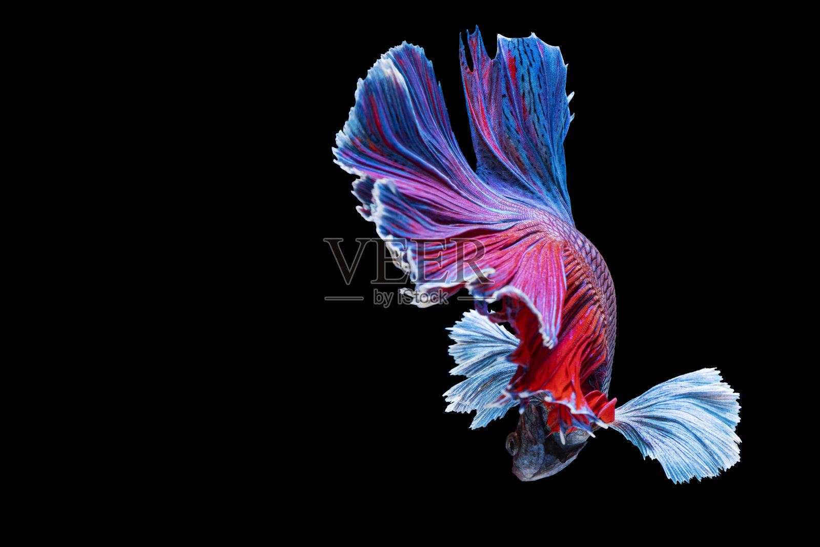 半月斗鱼在泰国孤立的黑色背景。蓝红相间的暹罗斗鱼与复制空间的动人瞬间。照片摄影图片