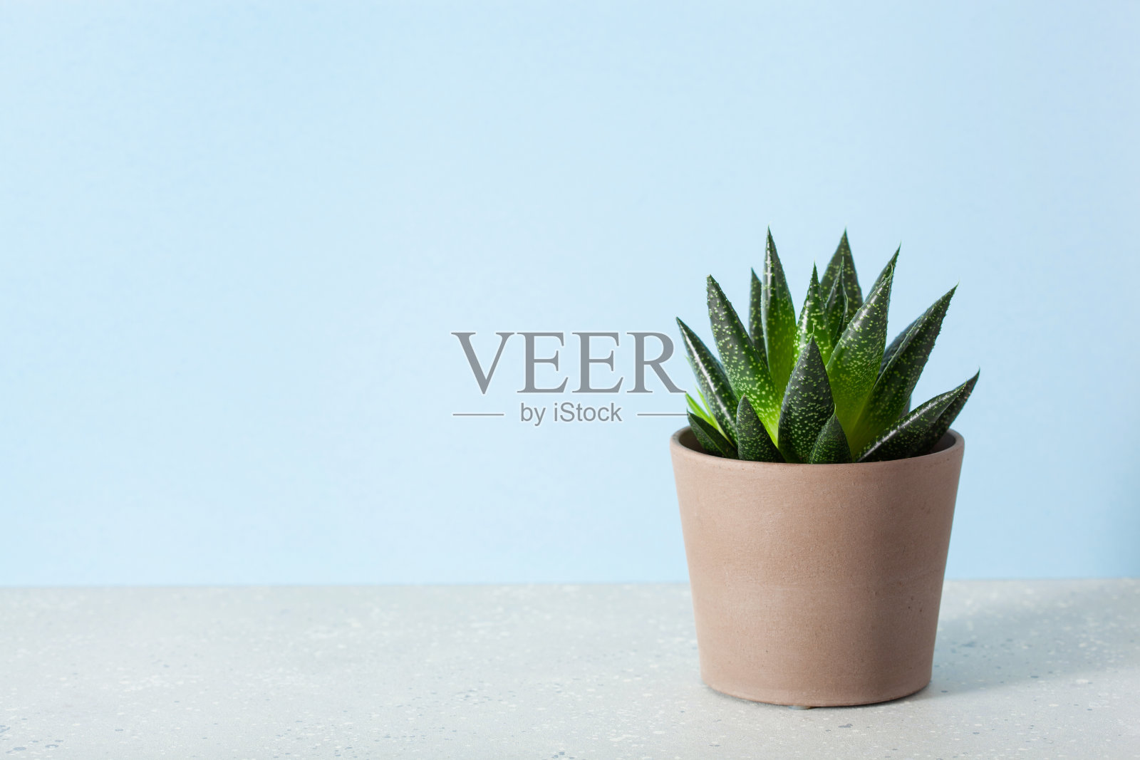 绿色室内植物，肉质天麻照片摄影图片