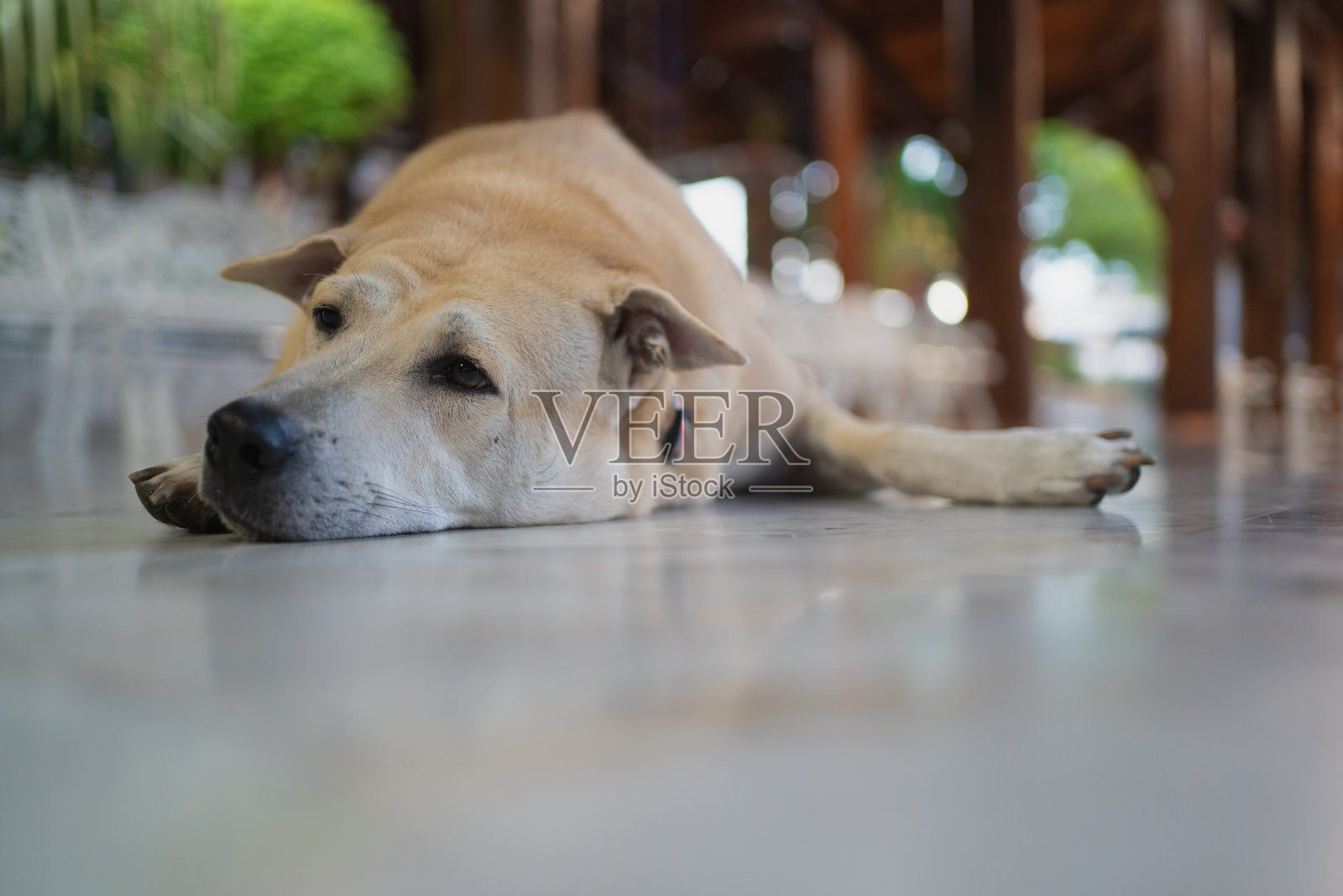 地板上睡着的棕色狗照片摄影图片